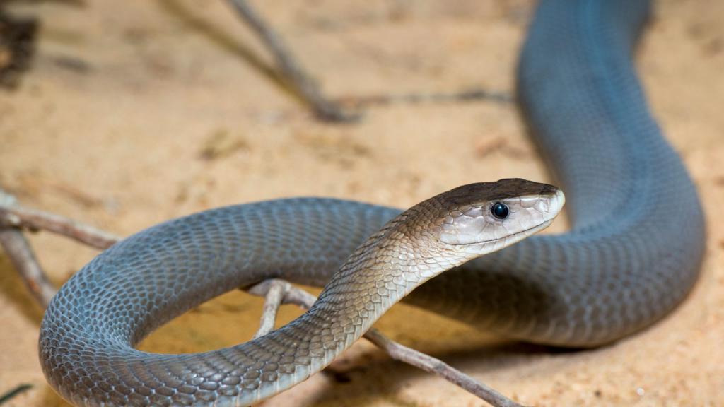 Snake on the stone