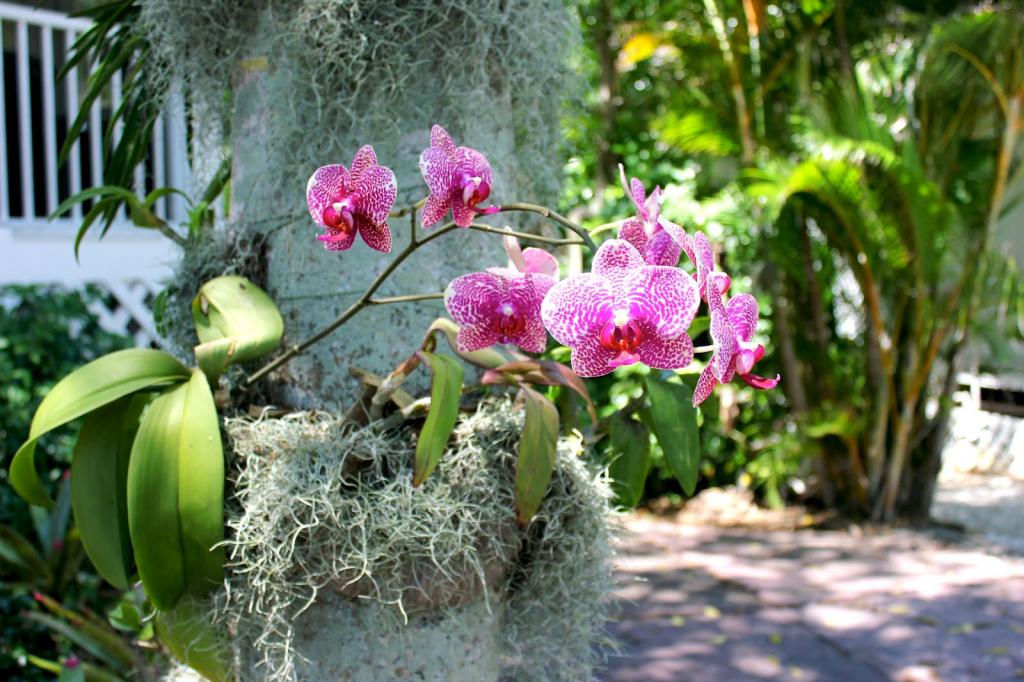 Орхидея плетется по дереву.