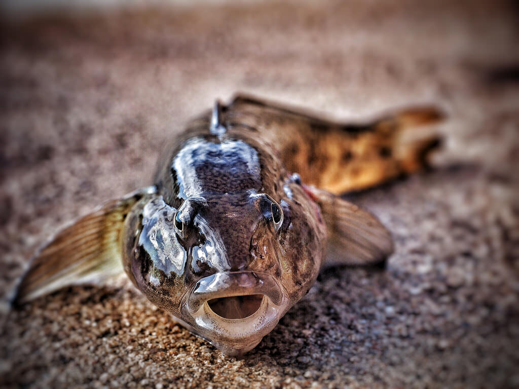 Камчатский бычок рыба фото