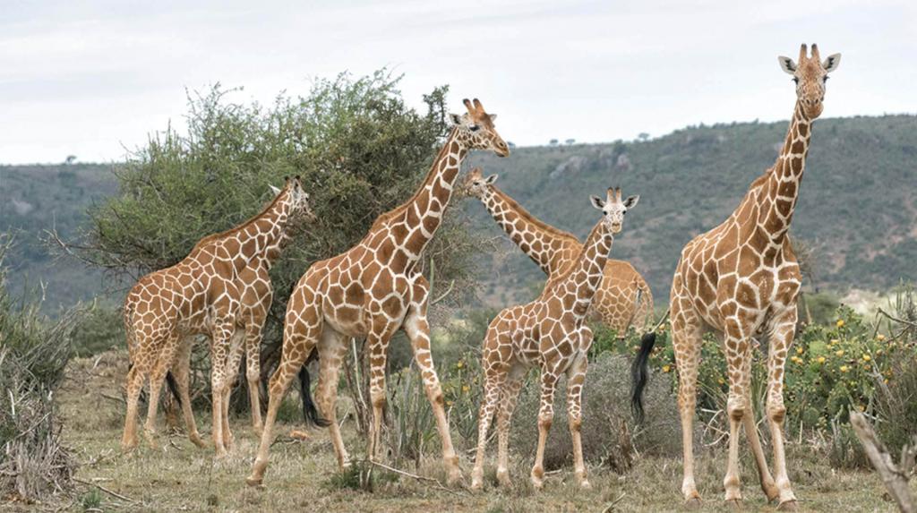 Herd of giraffes