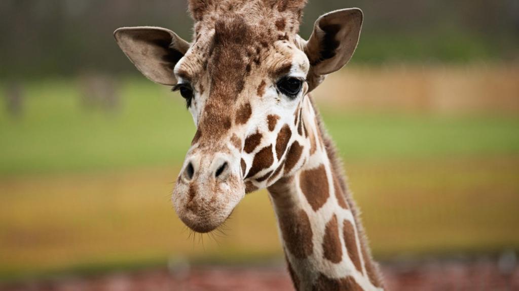 Giraffe close up