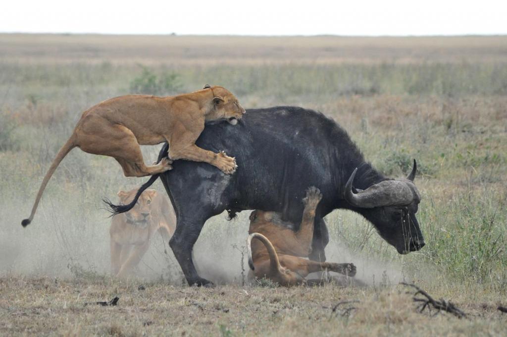 охота львов на слонов и жирафов