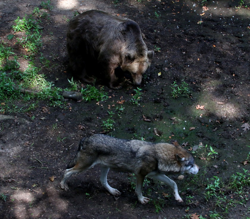 Серый волк и Бурый медведь