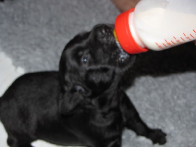 puppy feeding