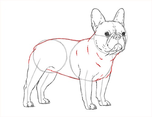 Как нарисовать бульдог по кличке дог