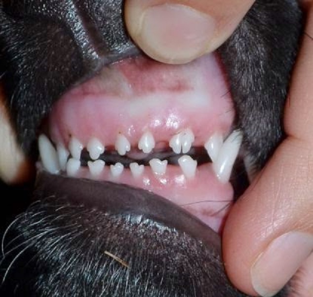 Молочные зубы щенка