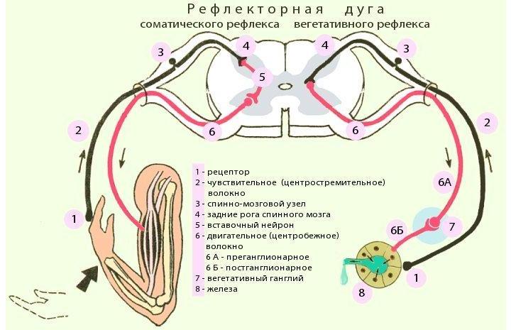 вегетативная рефлекторная дуга