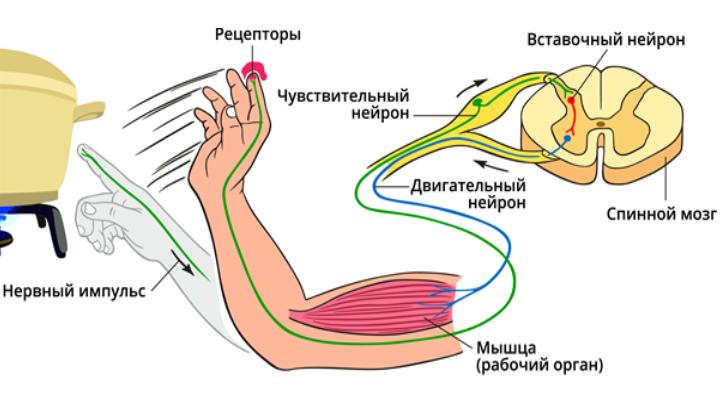 Схема защитного сгибательного рефлекса