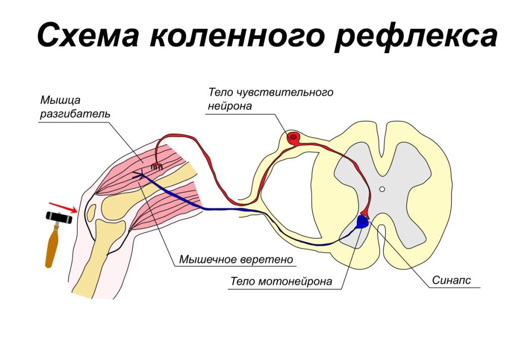 рефлекторная дуга коленного рефлекса