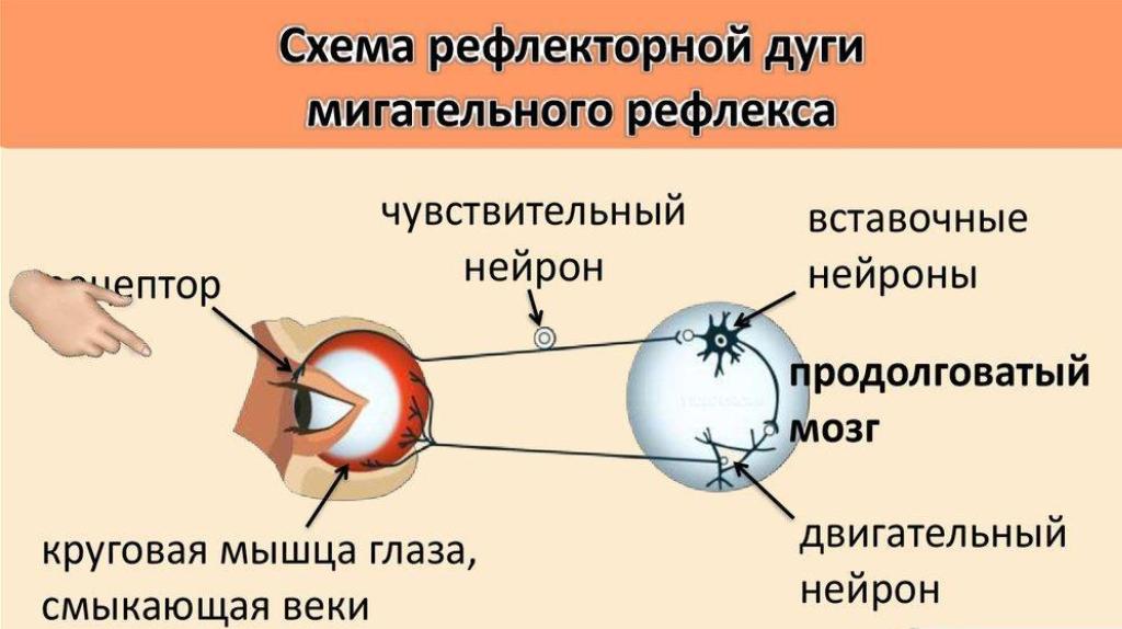 Схема дуги мигательного рефлекса. Схема рефлекторной дуги шагательного рефлекса.. Рефлекторная мигательного рефлекса. Схема рефлекторной дуги мигательного рефлекса.