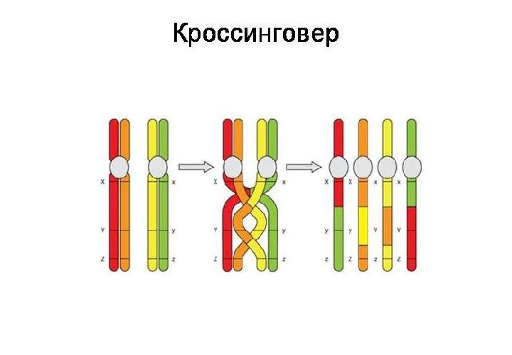 что такое кроссинговер