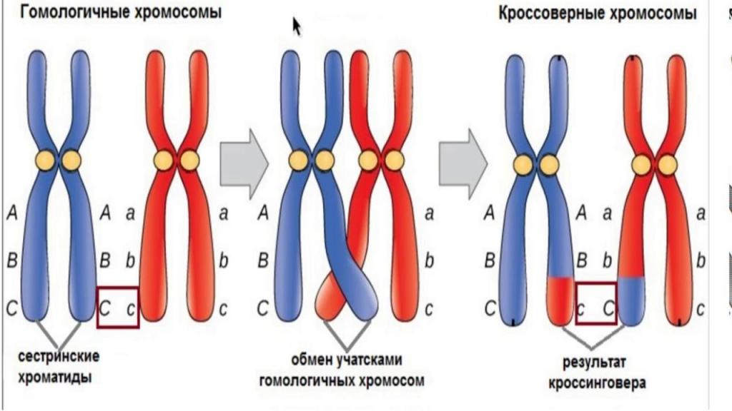 что такое кроссинговер