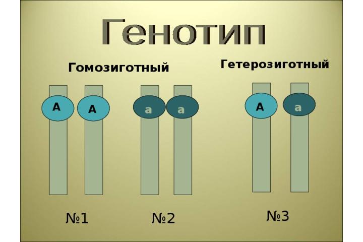 гомозигота это