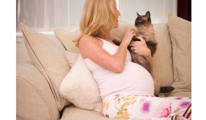 почему беременным нельзя кошек гладить