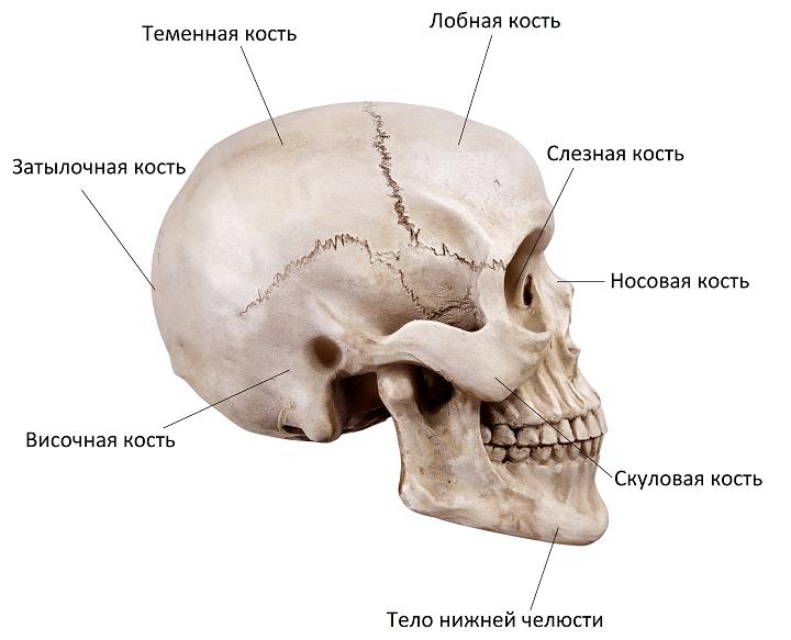 В правом черепе. Кости черепа анатомия отделы. Кости мозгового отдела черепа человека анатомия. Кости мозгового отдела черепа анатомия латынь. Лицевые кости черепа человека анатомия.