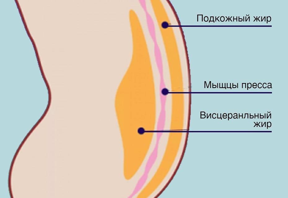 висцеральный жир как убрать