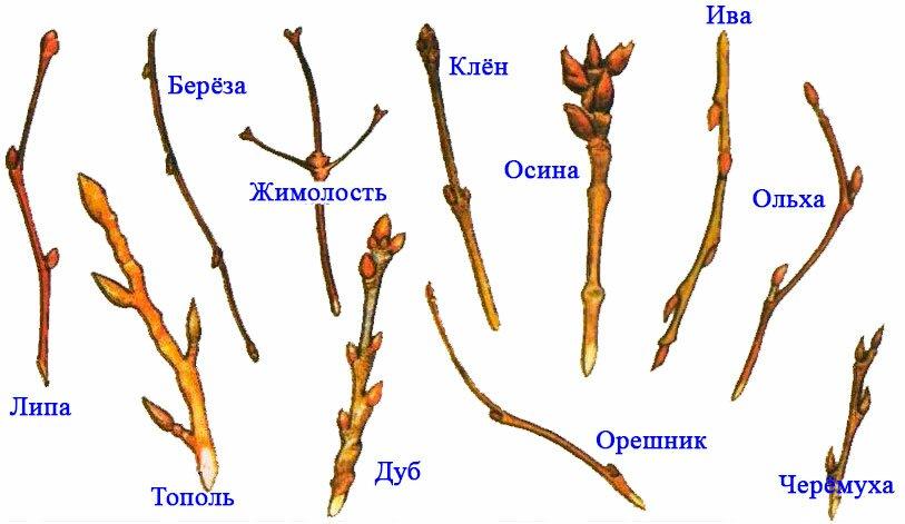 строение почки растения