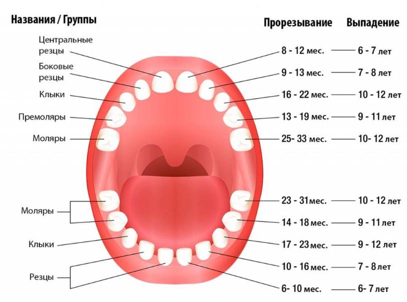 признаки прорезывания зубов