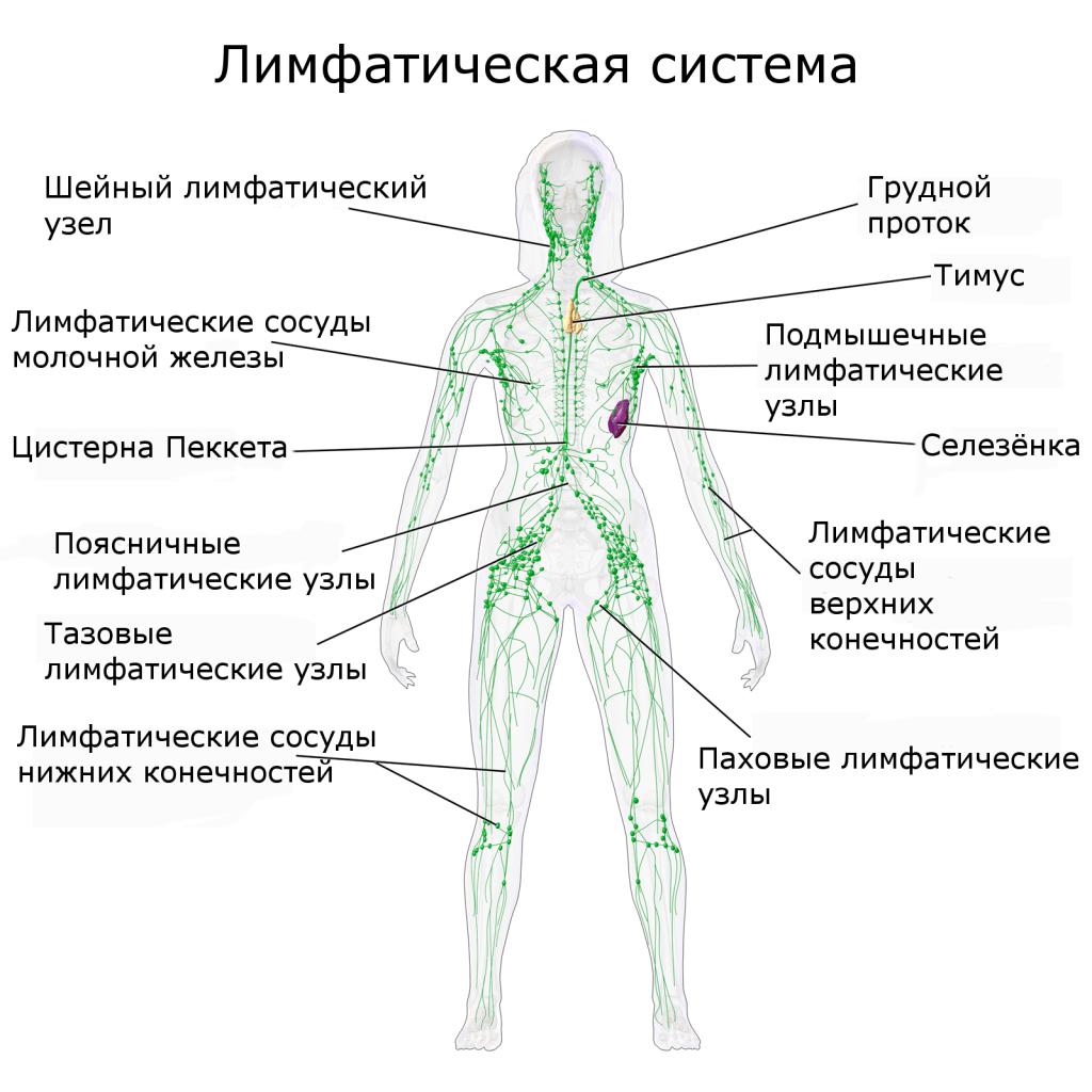 замкнутая или незамкнутая лимфатическая система