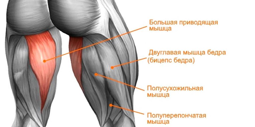 Большая приводящая мышца бедра латынь