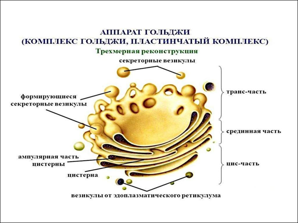 Формирование каких клеточных органоидов участвует аппарат гольджи. Комплекс аппарат Гольджи функции. Аппарат Гольджи функции 5 класс. Аппарат Гольджи строение рисунок.