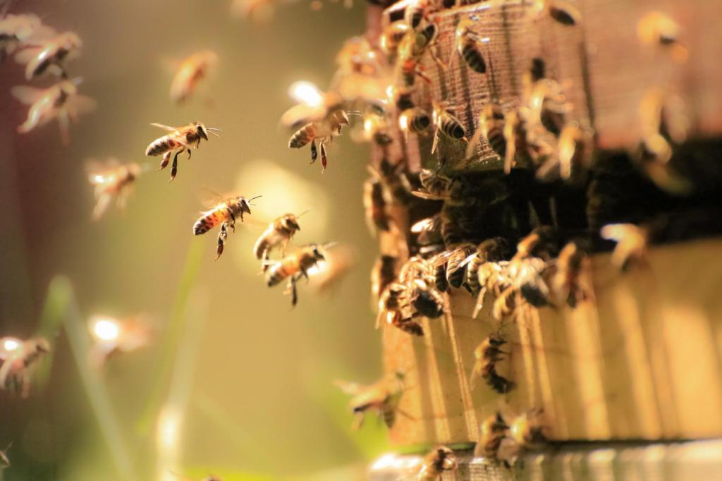 как хранить мед
