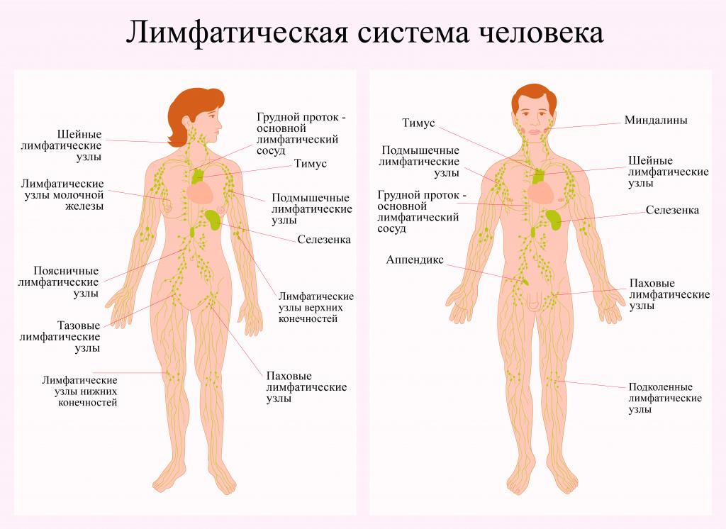 лимфатические узлы