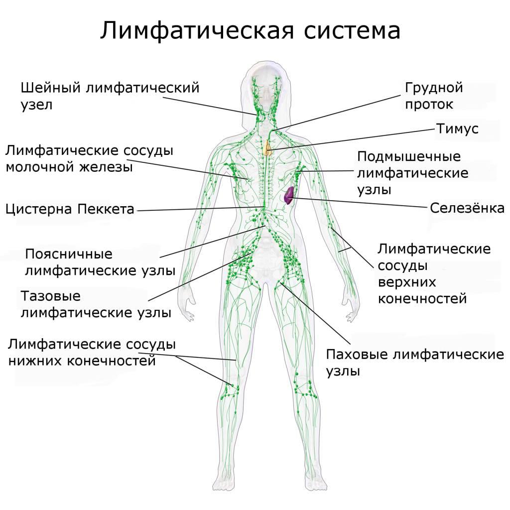 где находятся лимфоузлы