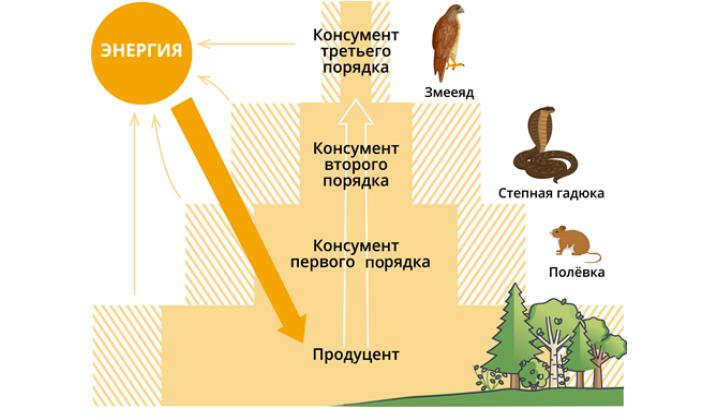 первый трофический уровень