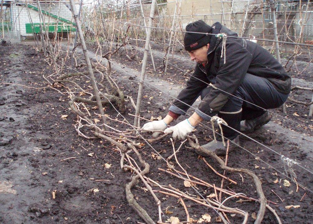 Укрытие винограда температура