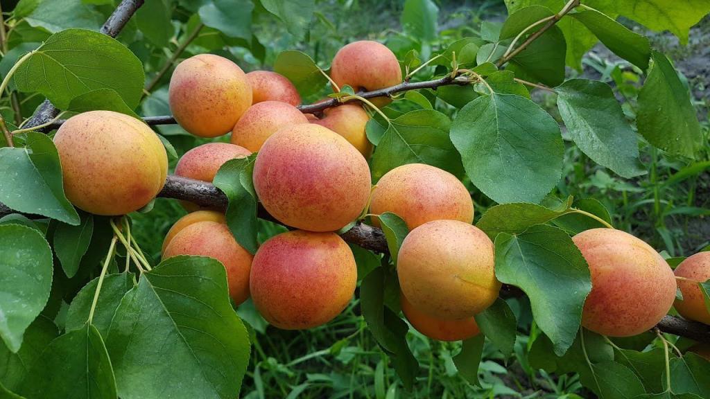 Персик слива абрикос как называется. Абрикос красноплодный. Сорт абрикоса жердель. Абрикос персиковый дерево. Абрикос Дуки крупноплодный.