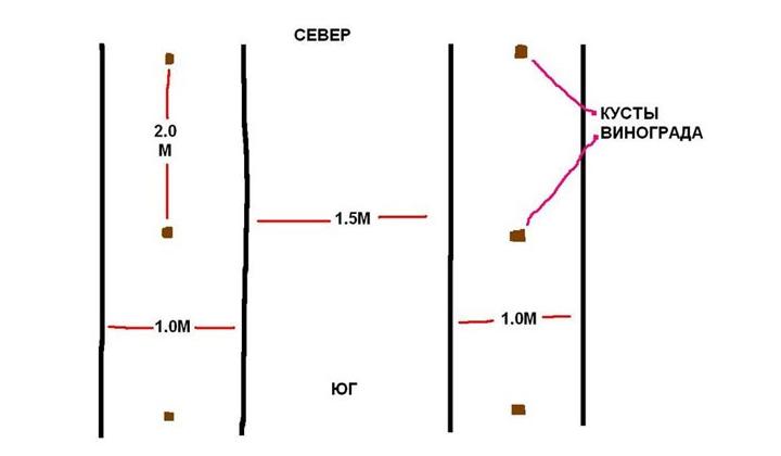Расстояние между рядами винограда. Схема посадки виноградных кустов. Схема посадки винограда в рядах. Схема посадки винограда между кустами. Посадка винограда расстояние между саженцами.