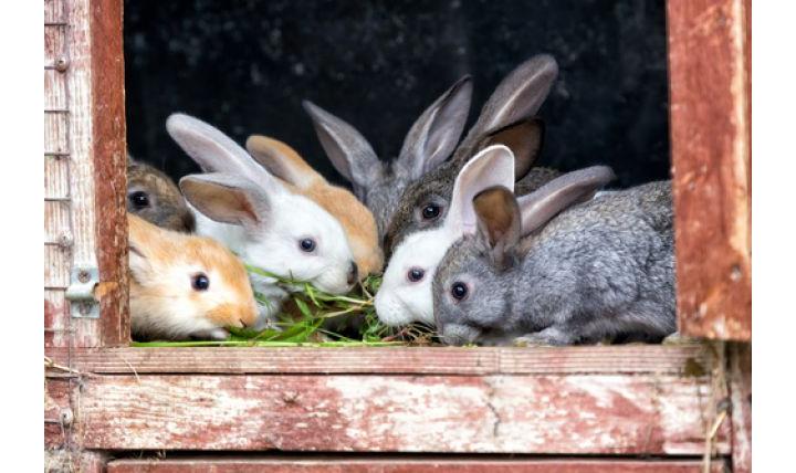 как содержать кроликов