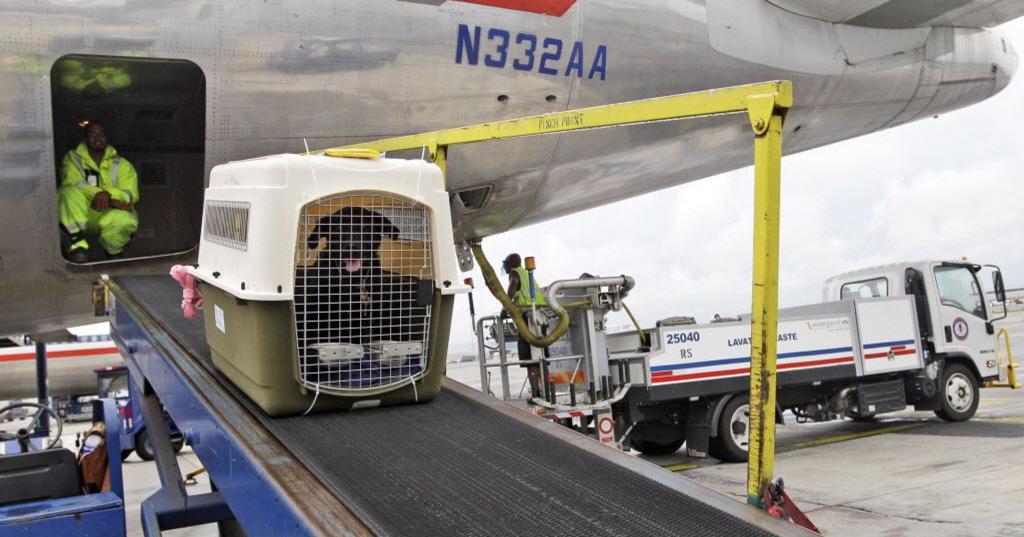 перевозка животных в самолете