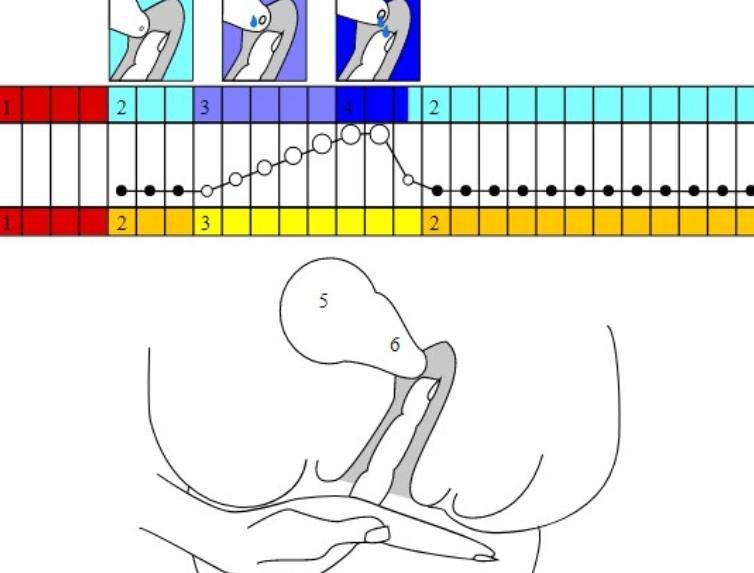 self examination of the cervix