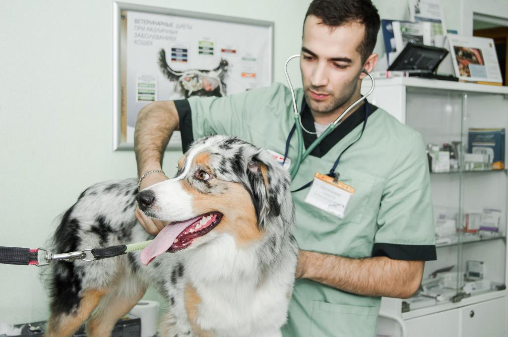 examination of a dog in a veterinary clinic