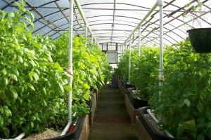 polycarbonate arched greenhouses