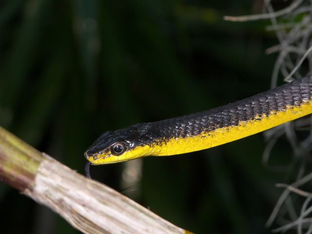желтобрюхая змея