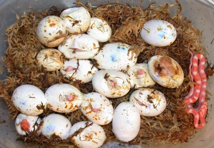 яйца змеиные