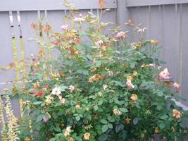 pruning roses in spring