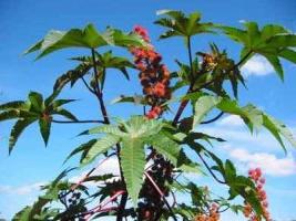 castor oil plant