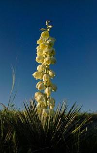 yucca garden