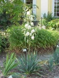 yucca flowers