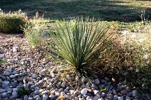 yucca leaves