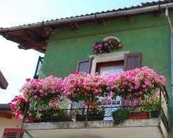 flowers on the balcony sunny side