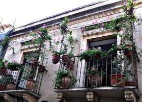 flowers for the balcony