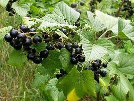 currant transplant in autumn