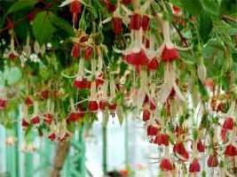 indoor flowers fuchsia