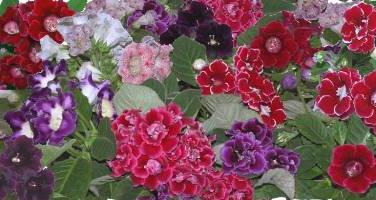 gloxinia for the winter