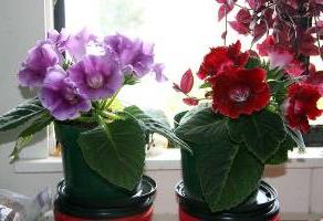 how to save gloxinia in winter